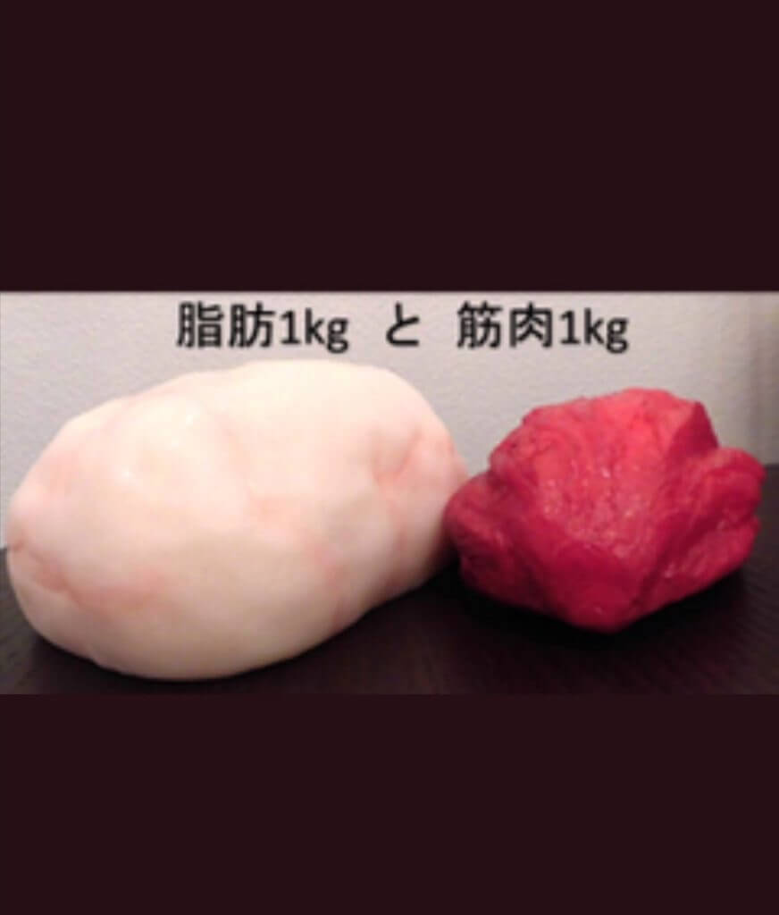 筋肉　脂肪模型