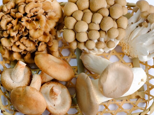 さまざまなきのこ