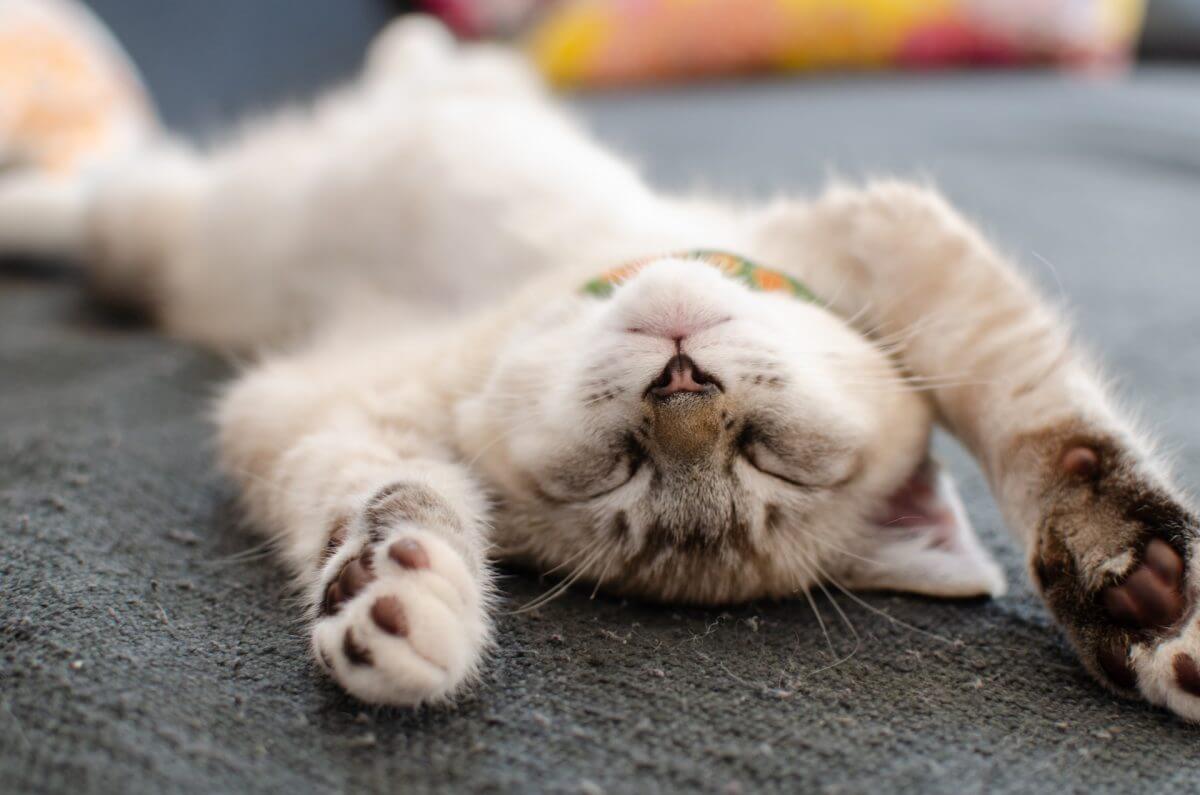 お手上げする猫