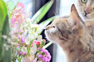 花の匂いを嗅ぐ猫