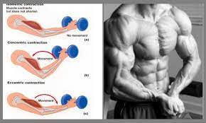 ネガティブ動作 ポジティブ動作 筋肉　男性