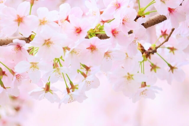 アップの桜